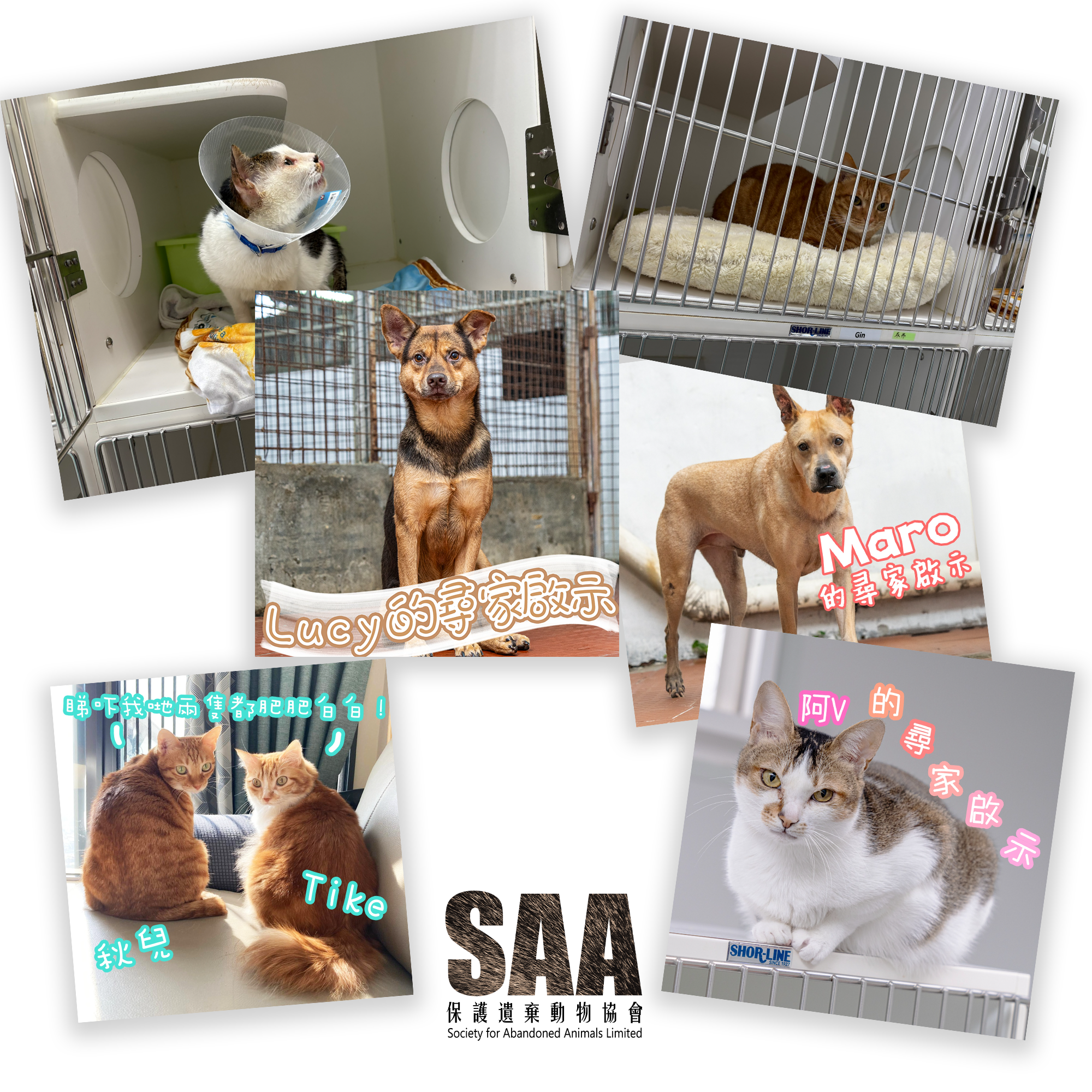 保護遺棄動物協會-SAA 慈善聯乘
